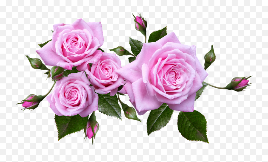 Download Rose Flower Arrangement - Rose Flowers Transparent Background Png,Roses Transparent Background