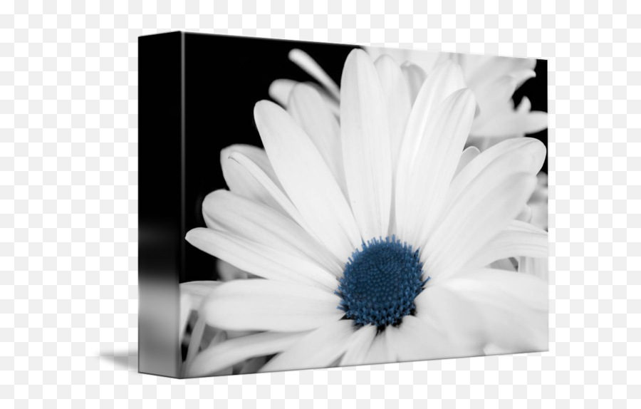White Flower Blue Center By Xenia Headley - Camomile Png,White Flower Transparent