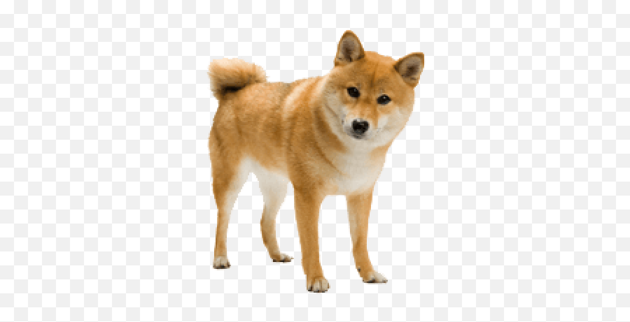 Download Free Png Collection Of Dog Transparent Shiba - Kind Of Dog Is Doggo,Shiba Inu Transparent