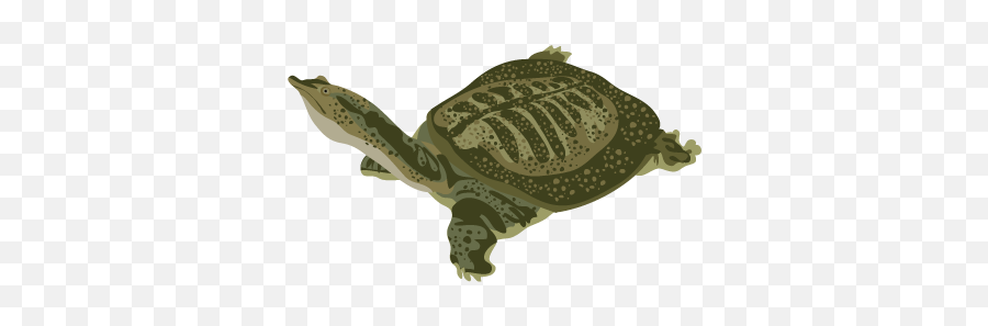 201502 Chinese Soft Shelled Turtle - Tortoise Png,Turtles Png
