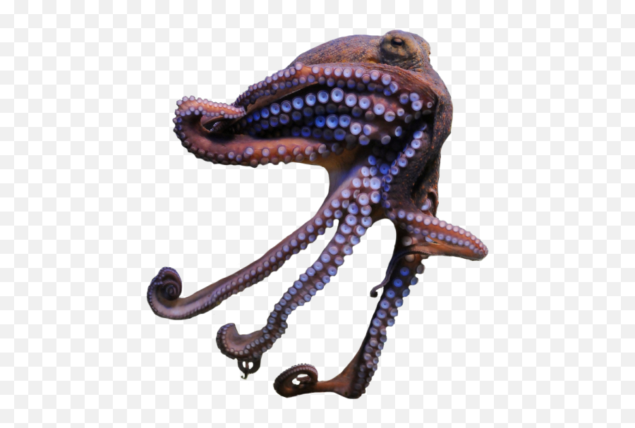 Common Octopus - Transparent Octopus Png,Transparent Animals