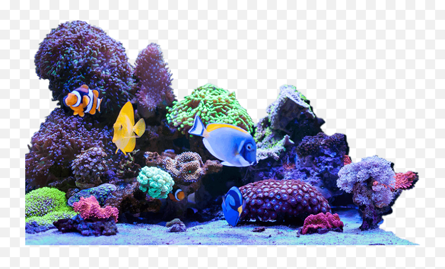 Bulk Reef Supply - Making Reefing Fun And Easy Bulk Reef Artificial Aquarium Plant Png,Coral Transparent