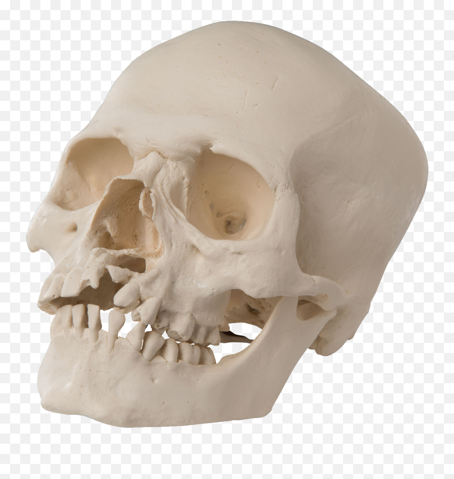 Skull Transparent Png - Skull With Cleft Chin,Skulls Transparent