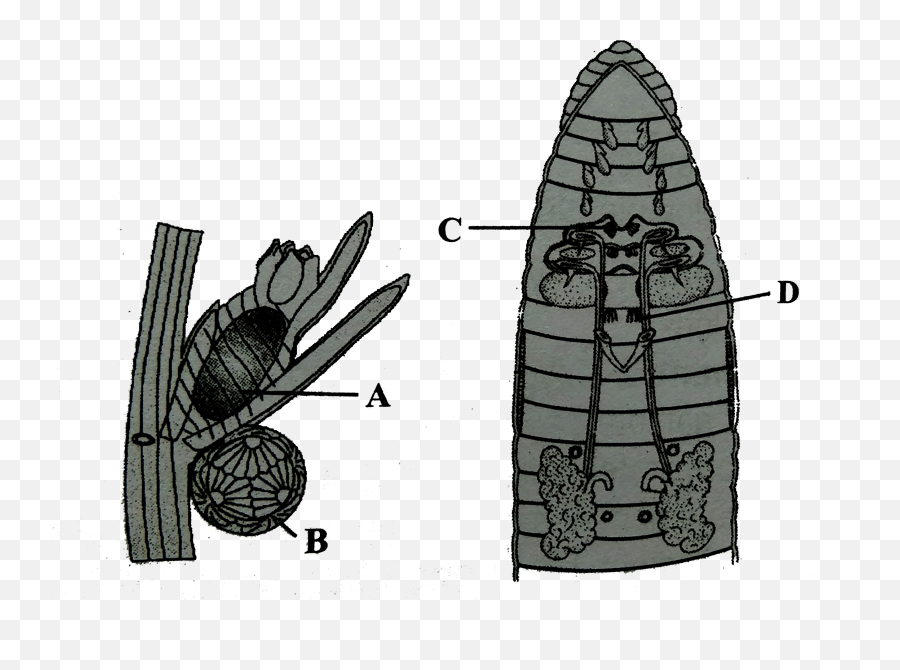 Figure P Represents The Reproductive Organs Of Chara Plant - Sketch Png,Chara Png
