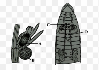 Figure P Represents The Reproductive Organs Of Chara Plant - Sketch Png,Chara Png