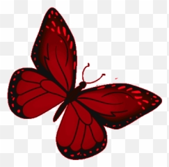 Butterfly Red Gif - Monarch Discover u0026 Share Gif png