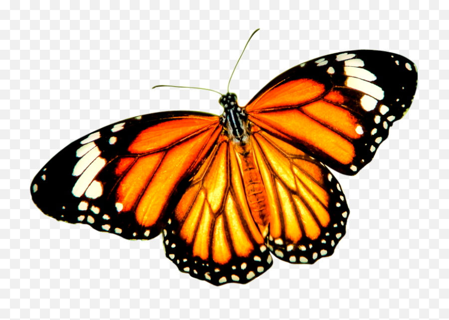 Orange Balck Butterfly Png Image Transparent Background - Transparent Background Monarch Butterfly Png,Butterfly Transparent