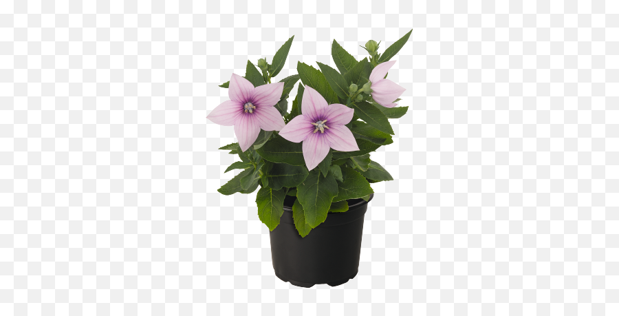 Platycodon Grandiflorus Fu2081 Pop Star Pink Benary - Bellflowers Png,Pop Icon