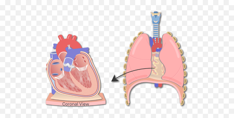 Heart Wall Anatomy Structure Of The - Pericardium Png,Anatomical Heart Png