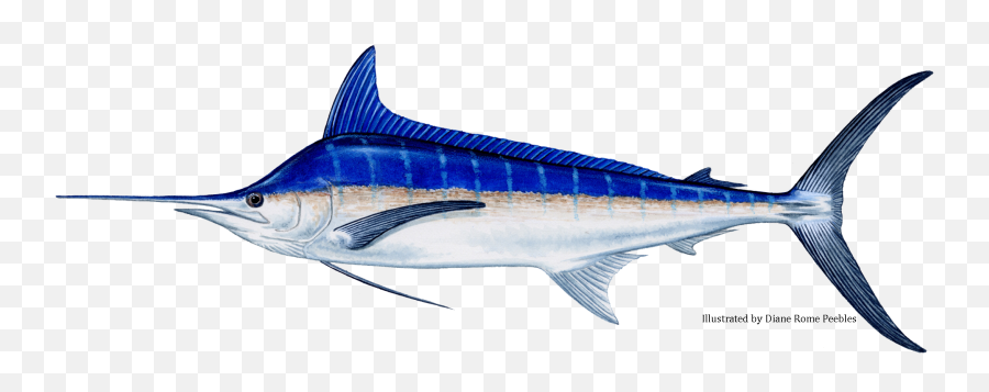 Billfish - Black Vs Blue Marlin Png,Marlin Png