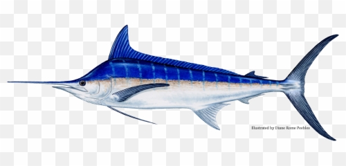 Billfish - Black Vs Blue Marlin Png,Marlin Png