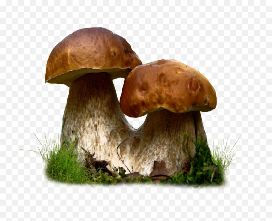 Mushrooms Png Image - Mushroom Png,Mushroom Png