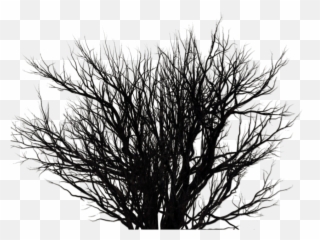 Black Bush Png 7 Image - Transparent Bush And White
