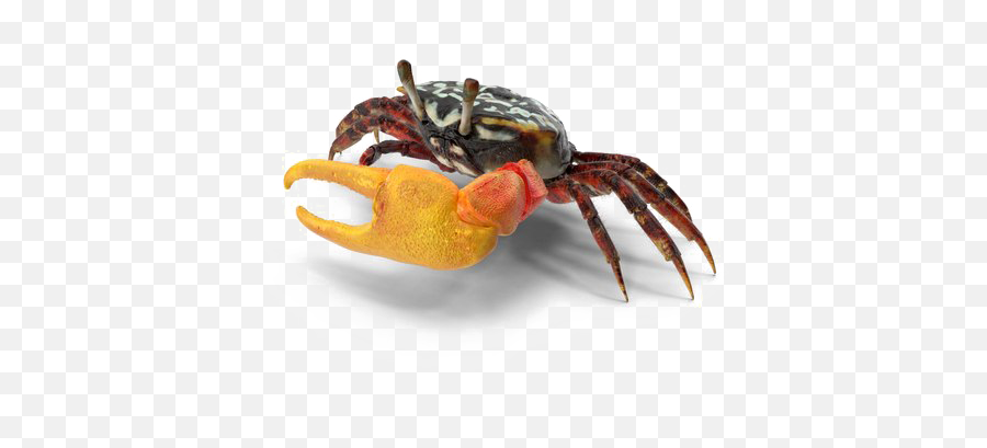 Crab Png Download Image Arts - Fiddler Crab,Crab Transparent