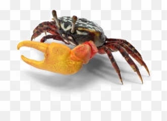 Crab Png Download Image Arts - Fiddler Crab,Crab Transparent