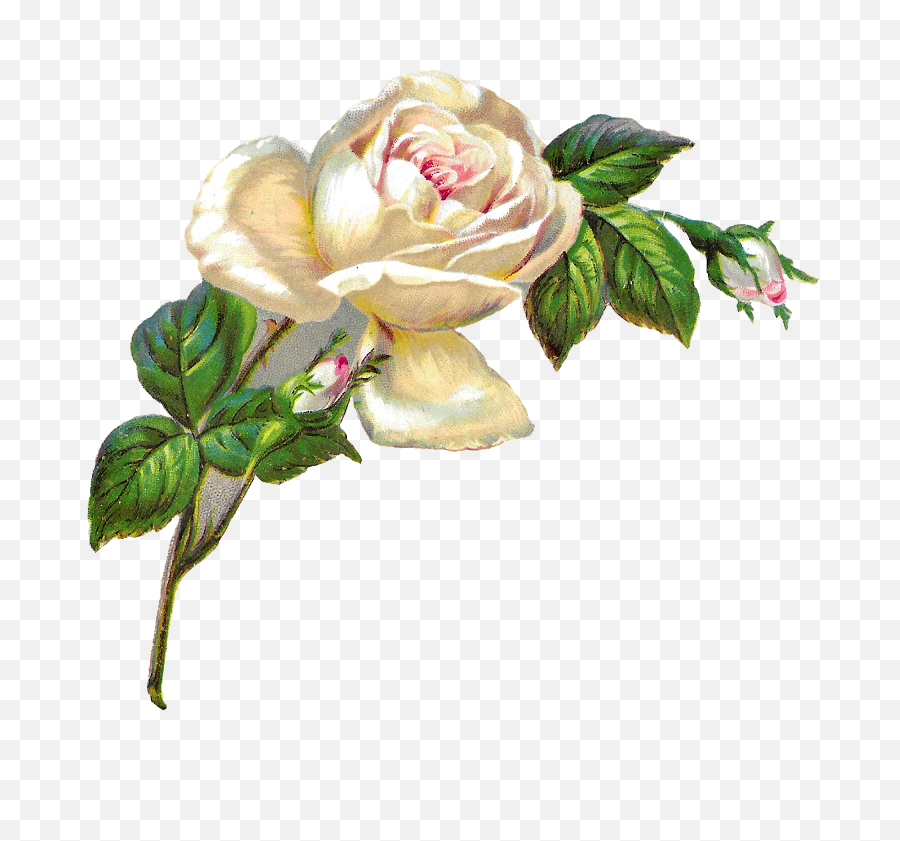 Download White Rose Shabby Chic Flower - White Roses Clip Art Png,White Rose Transparent Background