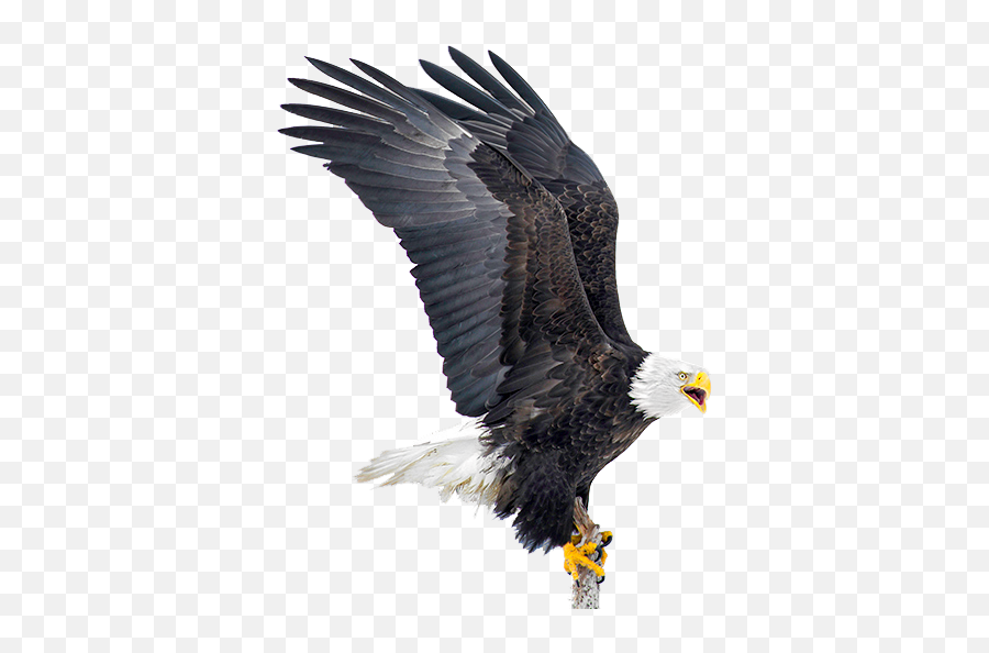 Download Hd Eagle Png - Bald Eagle Transparent Png Bald Eagle With Wings Up,Bald Eagle Png