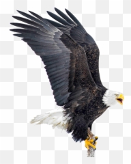 Download Hd Eagle Png - Bald Transparent PNG With Wings Up
