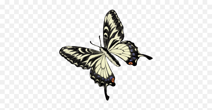 201601 Swallowtail Butterfly - Swallowtail Butterfly Png,Butterflies Png