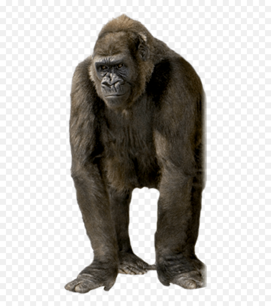Free Png Gorilla Images Transparent - Ape Png,Gorilla Png