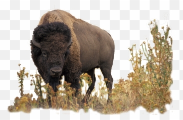 Buffalo U2013 Q - Staff Theatre American Bison Png,Buffalo Png