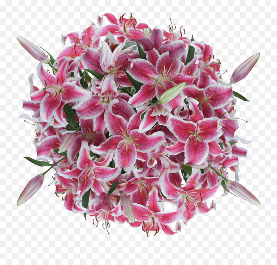 Stargazer Lilies Flowers Lowest Online Price - Bouquet Png,Lillies Png