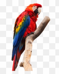 Download Amazon Rainforest Animals Png - Transparent Amazon Rainforest Png,Jungle Animals Png