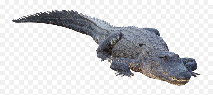 American Alligator Png Transparent