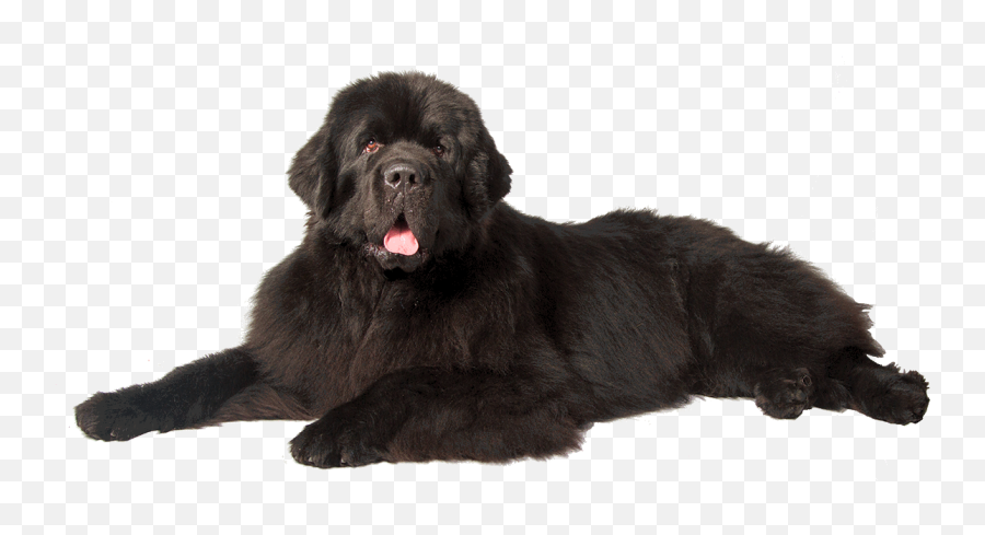 Dog Png - Newfoundland Dog Transparent Background,Dogs Transparent Background