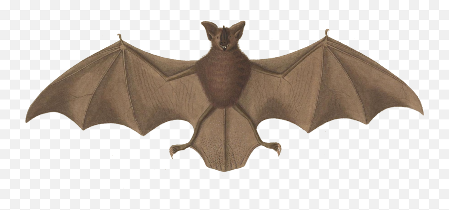 Long - Legged Bat Wikipedia Little Brown Bat Image Public Domain Png,Bats Transparent