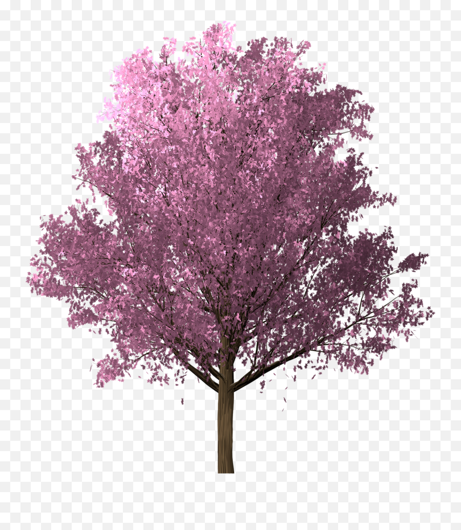 Sakura Cherry Blossom Pink - Free Image On Pixabay Sakura Tree Png Transparent,Sakura Png