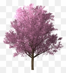 Sakura Cherry Blossom Pink - Free image on Pixabay Tree Png Transparent
