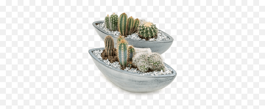 Nieuwkoop Europe Arrangement Cacti 3tray - Arrangement Cactus Png,Cacti Png