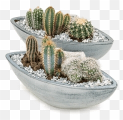 Nieuwkoop Europe Arrangement Cacti 3tray - Arrangement Cactus Png,Cacti Png