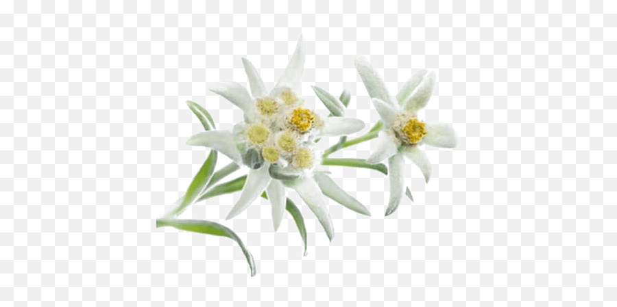 Very Leafy Edelweiss Photo Png Transparent Background Free - Edelweiss Png,Leafy Icon