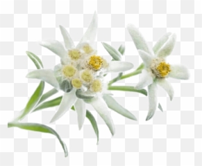 Very Leafy Edelweiss Photo Png Transparent Background Free - Png