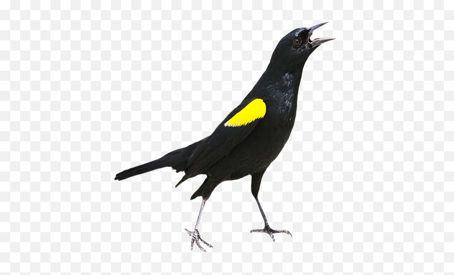 Bird Clip Art - Yellow Shouldered Blackbird Drawing Png,Black Bird Png