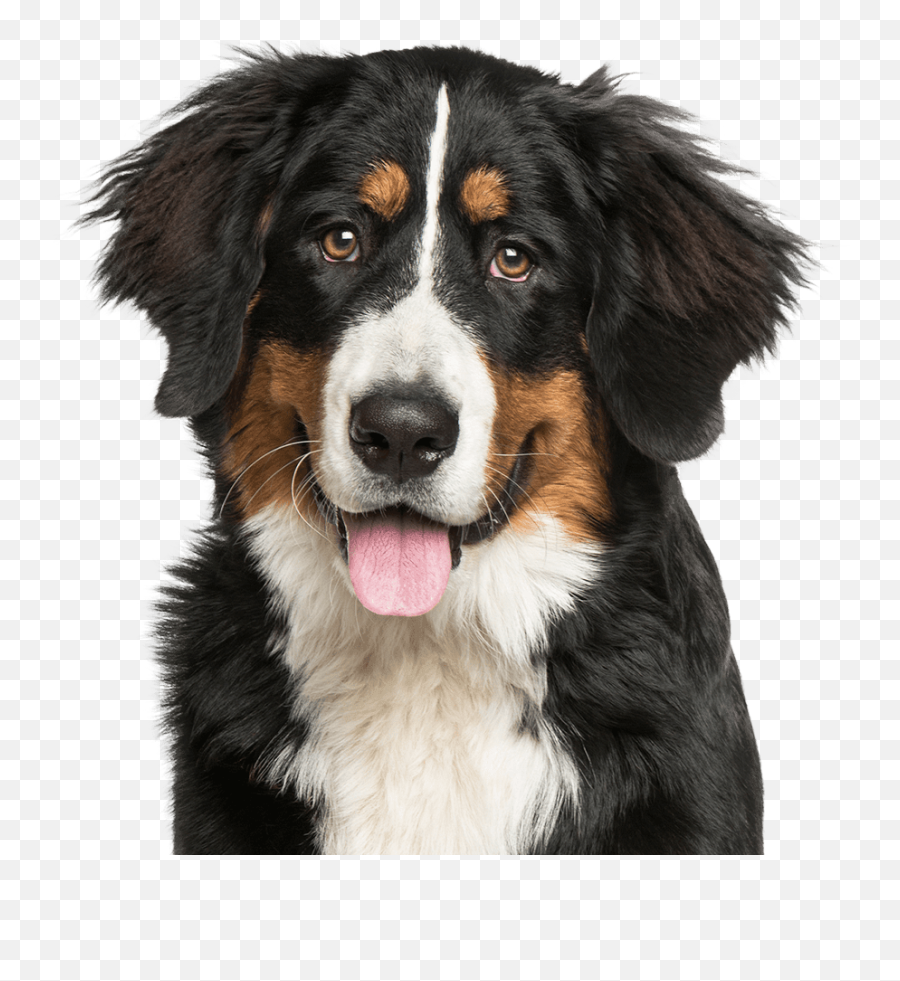 Veterinarian Lakewood Ranch Bradenton Coastal Animal - Bernese 3 Meses Png,Puppy Live Wallpaper Icon