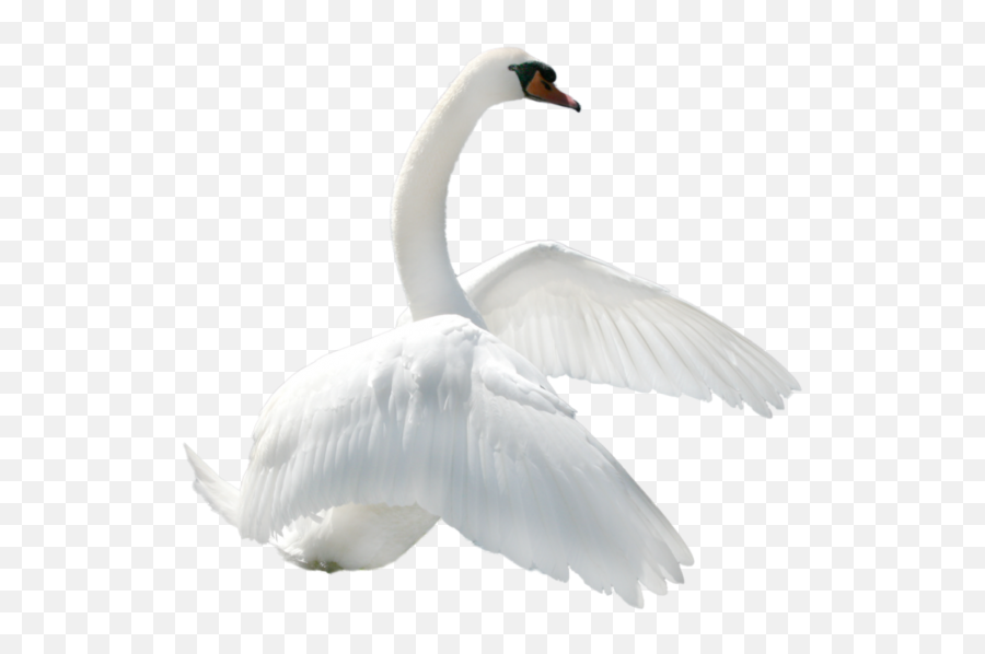 Transparent Image For Free Download - Swan Png,Animals Transparent Background