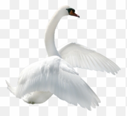 Transparent Image For Free Download - Swan Png