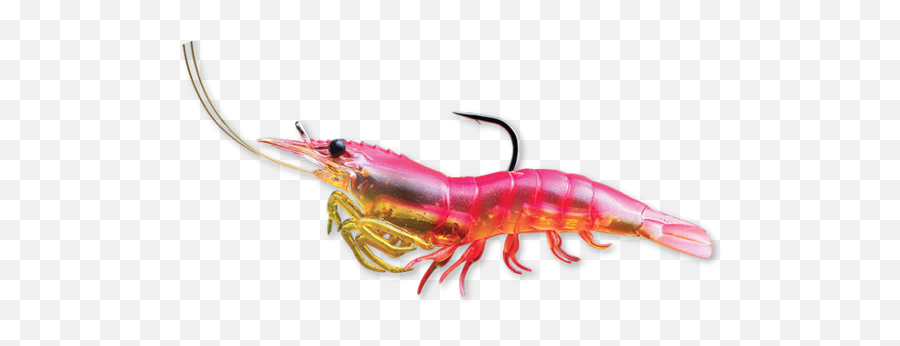 Transparent Shrimp Clear - Shrimp Live Png,Shrimp Png