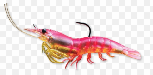 Transparent Shrimp Clear - Shrimp Live Png,Shrimp Png