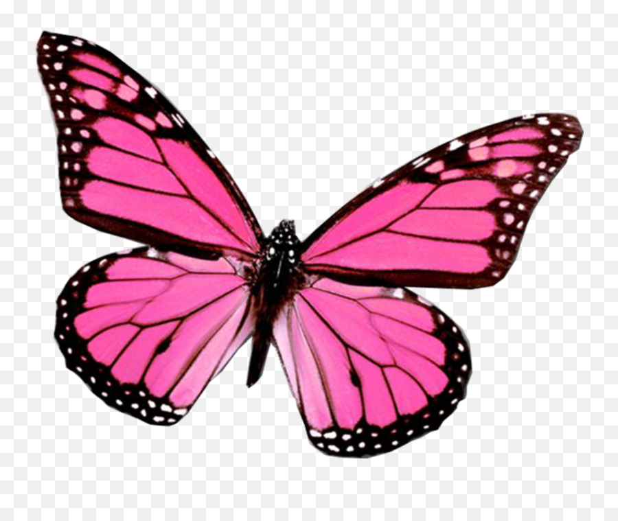 Pink Butterfly - Pink Butterfly Png,Mariposa Png