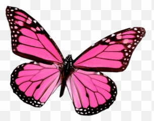 Pink Butterfly - Pink Butterfly Png,Mariposa Png