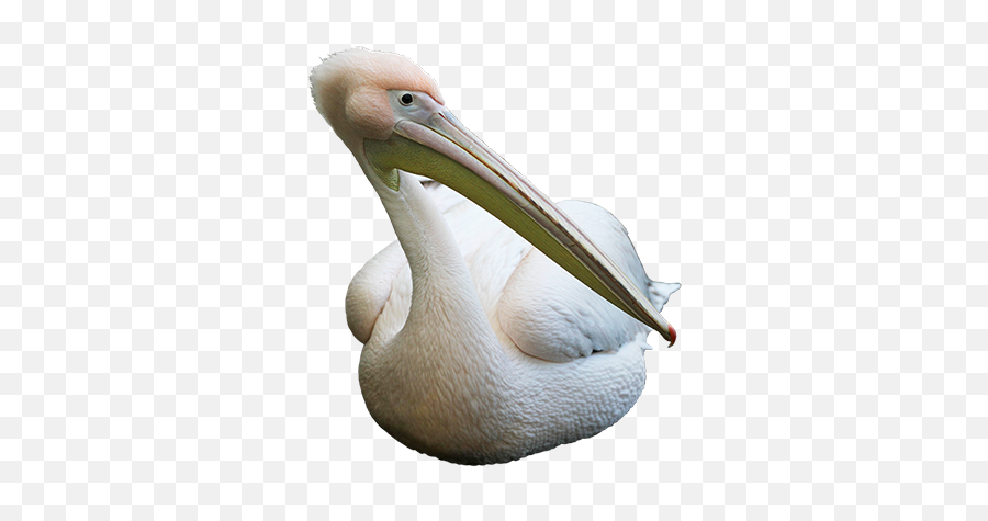 Bird Clip Art - Pelican White Background Png,Pelican Png