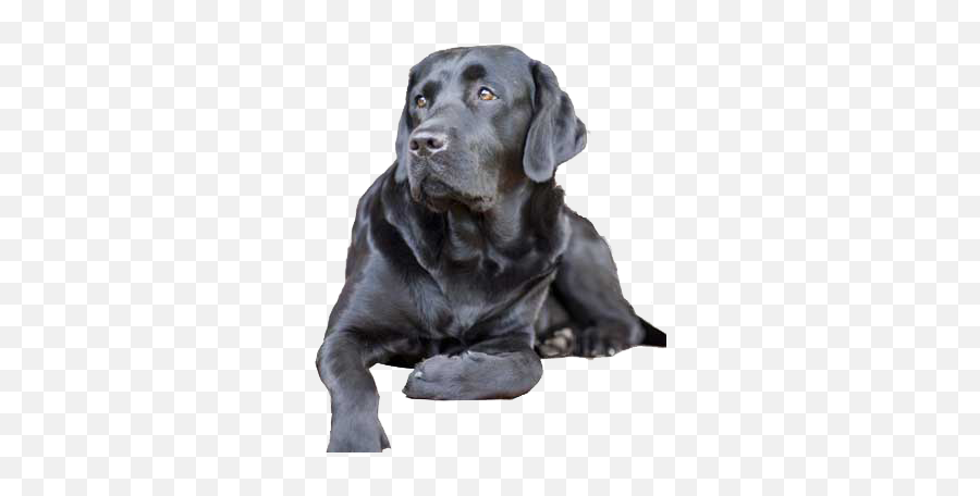 Separation Anxiety - Dog Black Lab Png Full Size Png My Dog Does This Amazing Thing,Lab Png