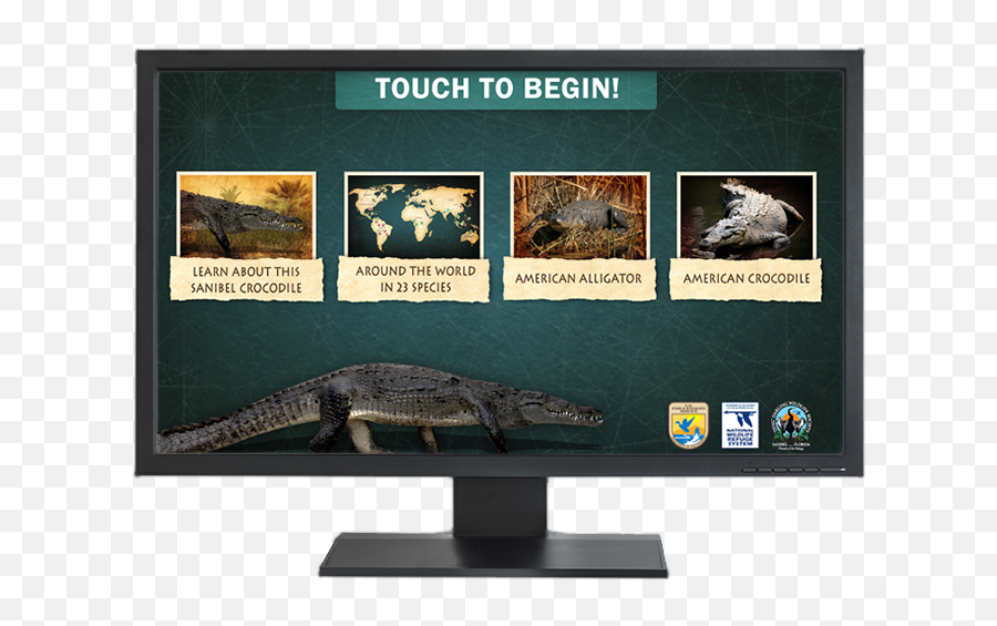 Interactive Kms Png Crocodile