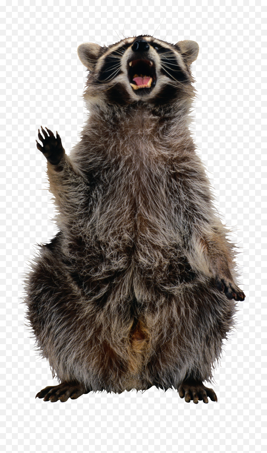 Raccoon Png - Raccoon Png Racoon Png Transparent Racoon Png Transparent Background,Rocket Raccoon Transparent