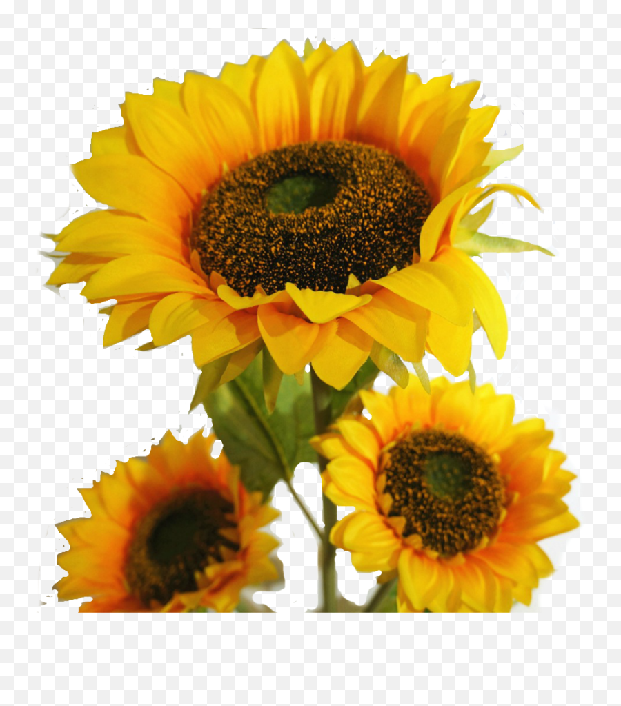 Sunflowers Png Leave - Suraj Mukhi Ka Phool Full Size Png Suraj Ka Photo Download,Leave Png