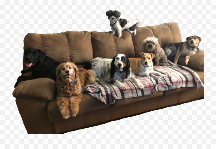 Dog Daycare Boarding And Walks U2014 215 Pet Care - Cocker Spaniel Png,Couch Png